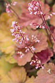 THE CONIFERS, OXFORDSHIRE: CLOSE UP PLANT PORTRAIT OF PINK FLOWERS OF HEUCHERA PINK PEARLS, PERENNIALS, FLOWERS, PETALS, SUMMER