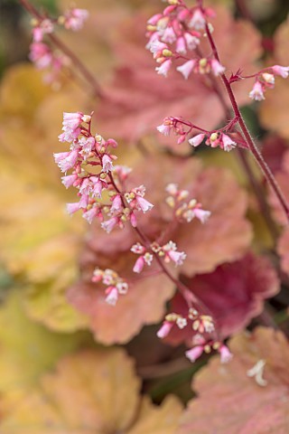 THE_CONIFERS_OXFORDSHIRE_CLOSE_UP_PLANT_PORTRAIT_OF_PINK_FLOWERS_OF_HEUCHERA_PINK_PEARLS_PERENNIALS_