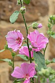 THE CONIFERS, OXFORDSHIRE: CLOSE UP PLANT PORTRAIT OF PINK FLOWERS OF LAVATERA X CLEMENTII ROSEA. DECIDUOUS, SHRUBS, FLOWERS, PETALS, SUMMER