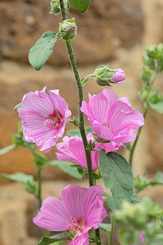 THE_CONIFERS_OXFORDSHIRE_CLOSE_UP_PLANT_PORTRAIT_OF_PINK_FLOWERS_OF_LAVATERA_X_CLEMENTII_ROSEA_DECID