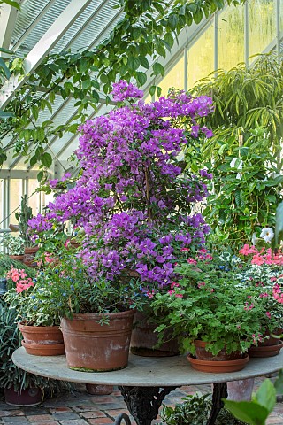 HAZELBY_HOUSE_BERKSHIRE_TABLE_WITH_GERANIUMS_AND_PURPLE_BOUGAINVILLEA_SUMMER