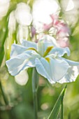 MORTON HALL, WORCESTERSHIRE: CLOSE UP PLANT PORTRAIT OF WHITE FLOWER OF ENSATA IRIS WHITE LADIES. IRISES, PERENNIALS, SUMMER, WOODLAND, POND, MOSITURE LOVING