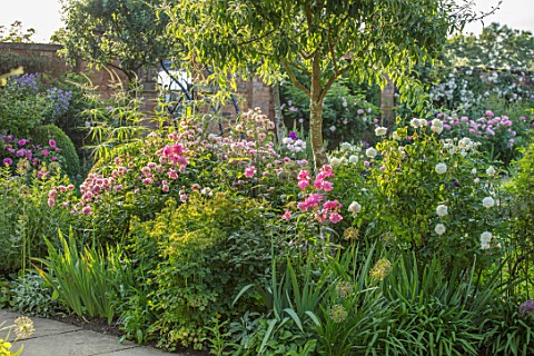 MORTON_HALL_WORCESTERSHIRE_SOUTH_GARDEN__SUMMER_BORDER_WITH_ROSE__ROSA_OLD_BLUSH_CHINA_EVENING_LIGHT