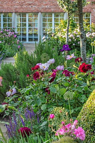 MORTON_HALL_WORCESTERSHIRE_BORDER_WITH_ROSE__ROSA_FALSTAFF_AND_PAEONIA_THE_NYMPH_SUMMER_JUNE_RED_PIN