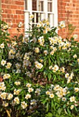 MORTON HALL, WORCESTERSHIRE: THE WEST GARDEN AT SUNSET: HOUSE WALL, CARPENTERIA CALIFORNICA. DECIDUOUS, SHRUBS, JUNE, SUMMER, WHITE, FLOWERS