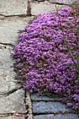 MORTON HALL, WORCESTERSHIRE: CLOSE UP PLANT PORTRAIT OF PURPLE, PINK FLOWERS OF THYME - THYMUS SERPYLLUM RUSSETTINGS. HERB, SCENTED, FRAGRANT, JUNE, THYMES, PATH, PATIO