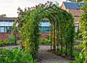 MORTON HALL, WORCESTERSHIRE: THE KITCHEN GARDEN, JUNE. ARCH IN VEGETABLE GARDEN WITH CLEMATIS TANGUTICA LAMBTON PARK. CLIMBER, CLIMBING, SUMMER, ARCHWAY