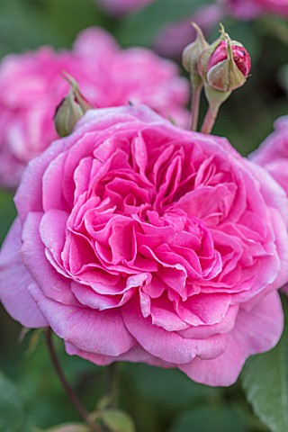 MORTON_HALL_WORCESTERSHIRE_CLOSE_UP_PLANT_PORTRAIT_OF_PINK_FLOWER_OF_ROSE__ROSA_GERTRUDE_JEKYLL__FLO