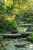 MORTON HALL, WORCESTERSHIRE: STEPPING STONES OVER WATER WITH RODGERSIA SAMBUCIFOLIA, PERENNIALS, SUMMER, WOODLAND, POND, MOSITURE LOVING, BOG, PLANTS, POOL