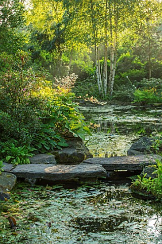 MORTON_HALL_WORCESTERSHIRE_STEPPING_STONES_OVER_WATER_WITH_RODGERSIA_SAMBUCIFOLIA_PERENNIALS_SUMMER_
