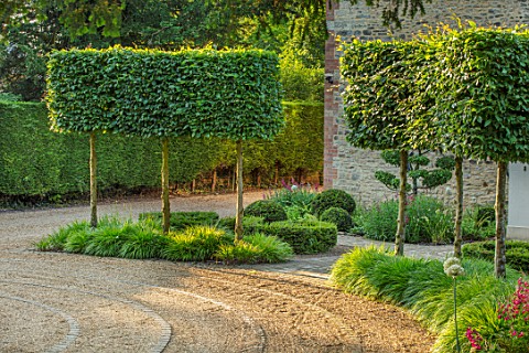 THE_OLD_RECTORY_QUINTON_NORTHAMPTONSHIRE_DESIGNER_ANOUSHKA_FEILER_FRONT_GARDEN__CLIPPED_TOPIARY_CARP