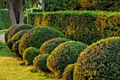 THE OLD RECTORY, QUINTON, NORTHAMPTONSHIRE: DESIGNER ANOUSHKA FEILER: FRONT GARDEN - LAWN AND CLIPPED TOPIARY YEW BALLS, YEW HEDGE. HEDGES, HEDGING, GREEN, TAXUS