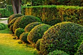 THE OLD RECTORY, QUINTON, NORTHAMPTONSHIRE: DESIGNER ANOUSHKA FEILER: FRONT GARDEN - LAWN AND CLIPPED TOPIARY YEW BALLS, YEW HEDGE. HEDGES, HEDGING, GREEN, TAXUS