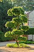 THE OLD RECTORY, QUINTON, NORTHAMPTONSHIRE: DESIGNER ANOUSHKA FEILER: FRONT DRIVE, CLIPPED CLOUD PRUNED TOPIARY PARROTIA PERSICA - PERSIAN IRONWOOD TREE, GREEN