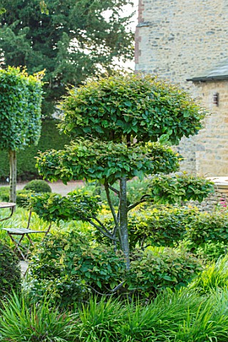 THE_OLD_RECTORY_QUINTON_NORTHAMPTONSHIRE_DESIGNER_ANOUSHKA_FEILER_CLIPPED_CLOUD_PRUNED_TOPIARY_CARPI