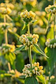 THE OLD RECTORY, QUINTON, NORTHAMPTONSHIRE: DESIGNER ANOUSHKA FEILER: CLOSE UP PLANT PORTRAIT OF THE YELLOW FLOWERS OF PHLOMIS RUSSELIANA, SYN SAMIA. PERENNIAL, JERUSALEM SAGE