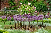 SHAKESPEARES NEW PLACE, STRATFORD-UPON-AVON: PARTERRE WITH PURPLE ALLIUMS, PINK ROSES