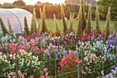ROGER PARSONS SWEET PEAS, WEST SUSSEX: THE NATIONAL COLLECTION OF SWEET PEAS AND ECHIUMS GROWING BESIDE A FIELD. DAWN, SUNRISE, LATHYRUS, CUTTING, GARDEN