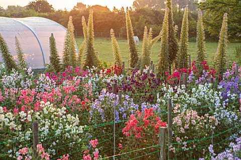 ROGER_PARSONS_SWEET_PEAS_WEST_SUSSEX_THE_NATIONAL_COLLECTION_OF_SWEET_PEAS_AND_ECHIUMS_GROWING_BESID