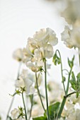 ROGER PARSONS SWEET PEAS, WEST SUSSEX: CLOSE UP PLANT PORTRAIT OF THE WHITE FLOWERS OF SWEET PEA - LATHYRUS PIPS CORNISH CREAM. CLIMBER, ANNUAL, SUMMER, SCENTED, FRAGRANT