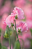 ROGER PARSONS SWEET PEAS, WEST SUSSEX: CLOSE UP PLANT PORTRAIT OF THE PINK FLOWERS OF SWEET PEA - LATHYRUS MRS BERNARD JONES. CLIMBER, ANNUAL, SUMMER, SCENTED, FRAGRANT