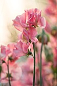 ROGER PARSONS SWEET PEAS, WEST SUSSEX: CLOSE UP PLANT PORTRAIT OF THE PINK FLOWERS OF SWEET PEA - LATHYRUS SUSAN BURGESS. CLIMBER, ANNUAL, SUMMER, SCENTED, FRAGRANT