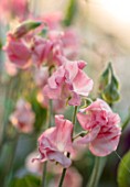 ROGER PARSONS SWEET PEAS, WEST SUSSEX: CLOSE UP PLANT PORTRAIT OF THE PINK FLOWERS OF SWEET PEA - LATHYRUS SUSAN BURGESS. CLIMBER, ANNUAL, SUMMER, SCENTED, FRAGRANT