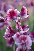 ROGER PARSONS SWEET PEAS, WEST SUSSEX: CLOSE UP PLANT PORTRAIT OF THE RED, PINK, WHITE FLOWERS OF SWEET PEA - LATHYRUS THEIA BELLA. CLIMBER, ANNUAL, SUMMER, SCENTED, FRAGRANT