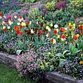 SPRING BEDDING WITH TULIPS  DAFFODILS  FORGET-ME-NOTS  WALLFLOWERS  MUSCARI  ALYSSUM  AUBRIETA & CANDYTUFT