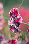 ROGER PARSONS SWEET PEAS, WEST SUSSEX: CLOSE UP PLANT PORTRAIT OF THE RED, PINK, WHITE FLOWERS OF SWEET PEA - LATHYRUS THEIA BELLA. CLIMBER, ANNUAL, SUMMER, SCENTED, FRAGRANT