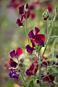 ROGER PARSONS SWEET PEAS, WEST SUSSEX: CLOSE UP PLANT PORTRAIT OF THE RED, PURPLE FLOWERS OF SWEET PEA - LATHYRUS ODORATUS PURPLE PRINCE. CLIMBER, ANNUAL, SUMMER, SCENTED, FRAGRANT