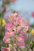 ROGER PARSONS SWEET PEAS, WEST SUSSEX: CLOSE UP PLANT PORTRAIT OF PINK FLOWERS OF SWEET PEA - LATHYRUS ODORATUS 16124 PAINTED PINK. CLIMBER, ANNUAL, SUMMER, SCENTED, FRAGRANT: