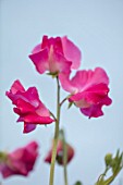 ROGER PARSONS SWEET PEAS, WEST SUSSEX: CLOSE UP PLANT PORTRAIT OF PINK FLOWERS OF SWEET PEA - LATHYRUS ODORATUS SPENCER MIX. CLIMBER, ANNUAL, SUMMER, SCENTED, FRAGRANT