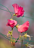 ROGER PARSONS SWEET PEAS, WEST SUSSEX: CLOSE UP PLANT PORTRAIT OF PINK FLOWERS OF SWEET PEA - LATHYRUS ODORATUS SPENCER MIX. CLIMBER, ANNUAL, SUMMER, SCENTED, FRAGRANT