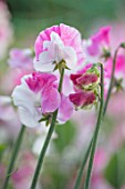 ROGER PARSONS SWEET PEAS, WEST SUSSEX: CLOSE UP PLANT PORTRAIT OF PINK, WHITE FLOWERS OF SWEET PEA - LATHYRUS ODORATUS PROMISE. CLIMBER, ANNUAL, SUMMER, SCENTED, FRAGRANT