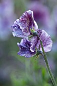 ROGER PARSONS SWEET PEAS, WEST SUSSEX: CLOSE UP PLANT PORTRAIT OF PURPLE, BLUE FLOWERS OF SWEET PEA - LATHYRUS ODORATUS EARL GREY. CLIMBER, ANNUAL, SUMMER, SCENTED, FRAGRANT