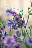 ROGER PARSONS SWEET PEAS, WEST SUSSEX: CLOSE UP PLANT PORTRAIT OF PURPLE, BLUE FLOWERS OF SWEET PEA - LATHYRUS ODORATUS EARL GREY. CLIMBER, ANNUAL, SUMMER, SCENTED, FRAGRANT