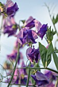 ROGER PARSONS SWEET PEAS, WEST SUSSEX: CLOSE UP PLANT PORTRAIT OF PURPLE FLOWERS OF SWEET PEA - LATHYRUS ODORATUS EREWHON. CLIMBER, ANNUAL, SUMMER, SCENTED, FRAGRANT