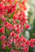 ROGER PARSONS SWEET PEAS, WEST SUSSEX: CLOSE UP PLANT PORTRAIT OF THE RED FLOWERS OF SWEET PEA - LATHYRUS ODORATA MALOY. CLIMBER, ANNUAL, SUMMER, SCENTED, FRAGRANT