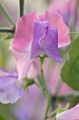 ROGER PARSONS SWEET PEAS, WEST SUSSEX: CLOSE UP PLANT PORTRAIT OF THE BLUE AND PINK FLOWERS OF SWEET PEA - LATHYRUS ODORATA . CLIMBER, ANNUAL, SUMMER, SCENTED, FRAGRANT