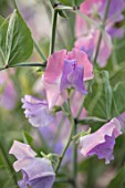 ROGER PARSONS SWEET PEAS, WEST SUSSEX: CLOSE UP PLANT PORTRAIT OF THE BLUE, PINK FLOWERS OF SWEET PEA - LATHYRUS ODORATA . CLIMBER, ANNUAL, SUMMER, SCENTED, FRAGRANT