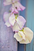 ROGER PARSONS SWEET PEAS, WEST SUSSEX: CLOSE UP PLANT PORTRAIT OF PINK, WHITE FLOWERS OF SWEET PEA - LATHYRUS ODORATA APRIL IN PARIS . CLIMBER, ANNUAL, SUMMER, SCENTED, FRAGRANT