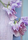 ROGER PARSONS SWEET PEAS, WEST SUSSEX: CLOSE UP PLANT PORTRAIT OF PINK, LILAC FLOWERS OF SWEET PEA - LATHYRUS ODORATA EARL GREY . CLIMBER, ANNUAL, SUMMER, SCENTED, FRAGRANT
