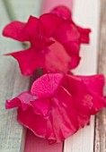 ROGER PARSONS SWEET PEAS, WEST SUSSEX: CLOSE UP PLANT PORTRAIT OF PINK FLOWERS OF SWEET PEA - LATHYRUS ODORATA JUDITH WILKINSON. CLIMBER, ANNUAL, SUMMER, SCENTED, FRAGRANT