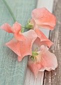 ROGER PARSONS SWEET PEAS, WEST SUSSEX: CLOSE UP PLANT PORTRAIT OF ORANGE FLOWERS OF SWEET PEA - LATHYRUS ODORATA APRICOT QUEEN. CLIMBER, ANNUAL, SUMMER, SCENTED, FRAGRANT