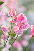 ROGER PARSONS SWEET PEAS, WEST SUSSEX: CLOSE UP PLANT PORTRAIT OF PINK FLOWERS OF SWEET PEA - LATHYRUS ODORATA BICOLOR MIXTURE. CLIMBER, ANNUAL, SUMMER, SCENTED, FRAGRANT