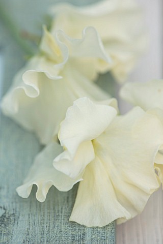 ROGER_PARSONS_SWEET_PEAS_WEST_SUSSEX_CLOSE_UP_PLANT_PORTRAIT_OF_WHITE_FLOWERS_OF_SWEET_PEA__LATHYRUS