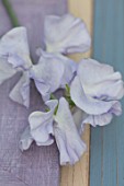 ROGER PARSONS SWEET PEAS, WEST SUSSEX: CLOSE UP PLANT PORTRAIT OF BLUE FLOWERS OF SWEET PEA - LATHYRUS ODORATA JACK EVELEIGH. CLIMBER, ANNUAL, SUMMER, SCENTED, FRAGRANT