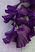 ROGER PARSONS SWEET PEAS, WEST SUSSEX: CLOSE UP PLANT PORTRAIT OF PURPLE FLOWERS OF SWEET PEA - LATHYRUS ODORATA JOYCE STANTON. CLIMBER, ANNUAL, SUMMER, SCENTED, FRAGRANT