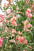ROGER PARSONS SWEET PEAS, WEST SUSSEX: CLOSE UP PLANT PORTRAIT OF PINK FLOWERS OF SWEET PEA - LATHYRUS ODORATA SAN FRANCISCO. CLIMBER, ANNUAL, SUMMER, SCENTED, FRAGRANT